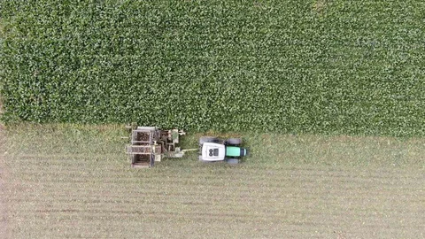 Kastamonu'da Pancar Hasadı Devam Ediyor