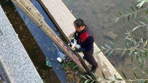 Gümüşhane'de Yavru Kedi Kurtarıldı