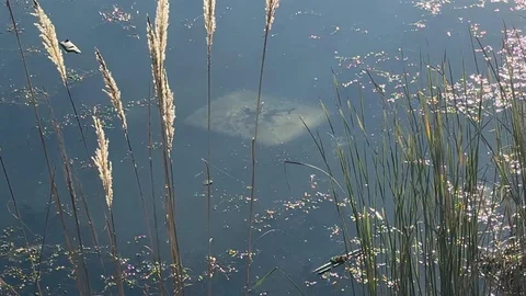 Tokat'ta Ehliyetsiz Sürücü Gölete Düştü