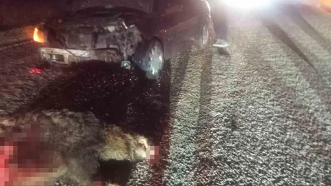 Bolu'da Domuza Çarpan Araç Hurdaya Döndü