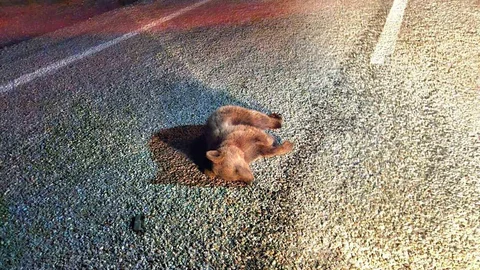 Kütahya'da Yavru Ayı Telef Oldu