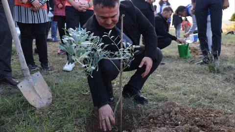 Bilecik'te Zeytin Fidanları Dikildi