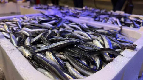 Trabzon'dan Taze Balıklar Erzincan'da İlgi Görüyor