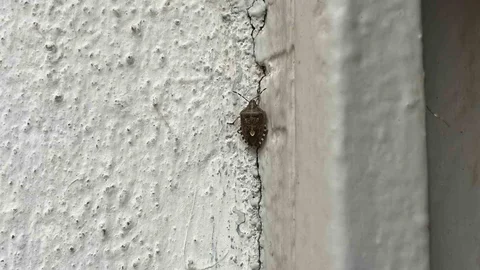 Bayburt'ta Kokarca Böceği Tespit Edildi