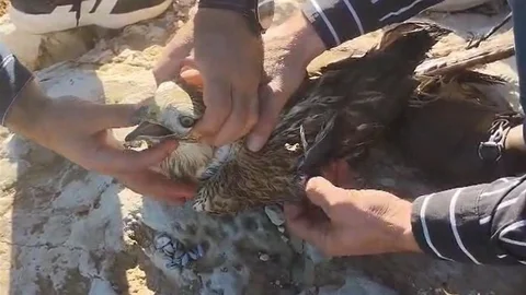 Şanlıurfa'da Yaralı Kızıl Şahin Kurtarıldı