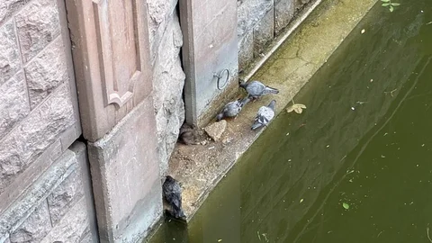 Güvercinler ve Fareler Birlikte Besleniyor