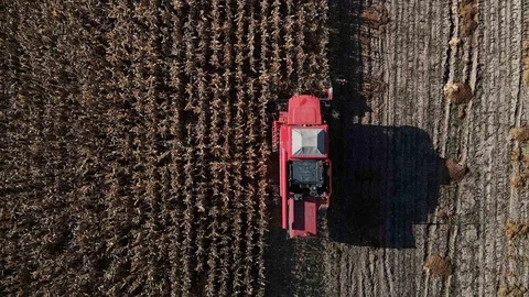 Bolu'da Dane Mısır Hasadı Başladı