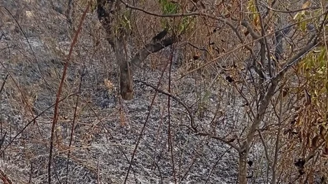 Mersin'de Bahçe Yangını Faciası