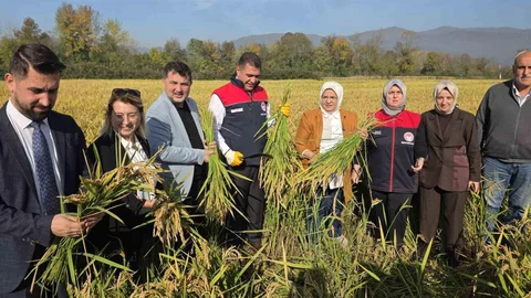 Konuralp Pirincinde Damlama Sulama Yöntemiyle Verim Artışı