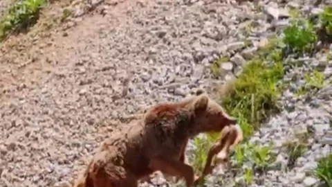 Tunceli'de Ayı Avı Dron ile Görüntülendi