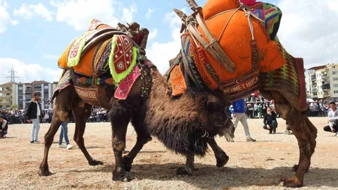Buldan Deve Güreşleri İptal Edildi
