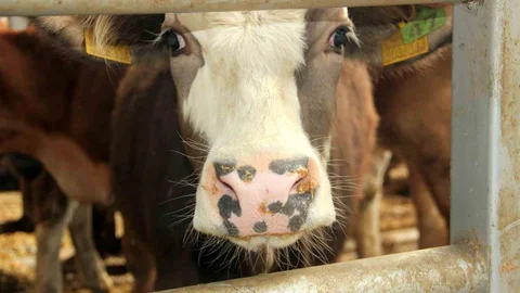 Mudurnu'da Şap Hastalığı Alarmı