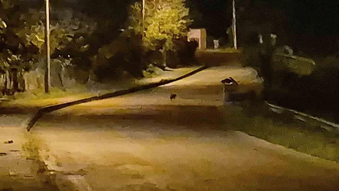 Bartın'da Çakal Yavruları Görüntülendi