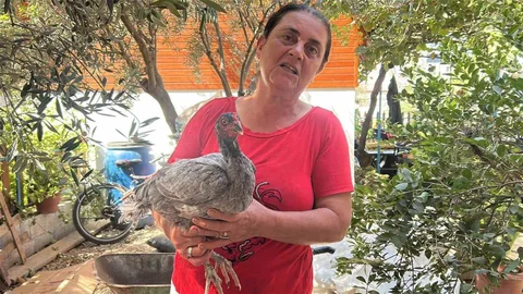 Hatay'da Mavi Yumurtalı Tavuklar