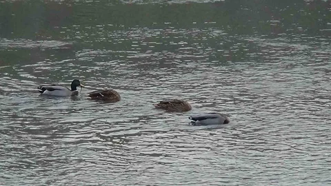 Kars Çayı’nda Yeşilbaş Ördekler Görüntülendi