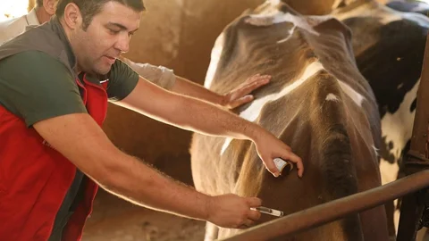 Denizli'de 251 Bin Hayvan Aşılandı