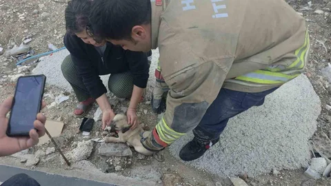 Yavru Köpek Rögar'dan Kurtarıldı