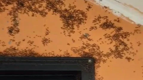 Gönen'de Kara Sinek İstilasına Tepki