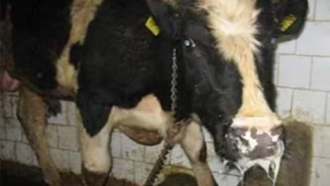 Tarsus ve Toroslar’ın Bazı Köylerinde de Görülmüştü: Bakanlık, Şap Hastalığının Yurt Genelinde Kontrol Altına Alındığını Duyurdu