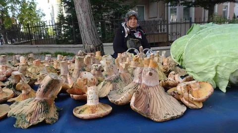 Kütahya'da Melki Mantarının Yükselişi