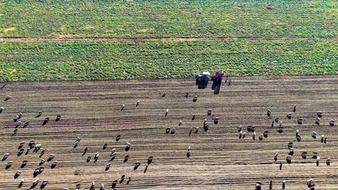 Muş Ovası’nda Şeker Pancarı Hasadı Devam Ediyor
