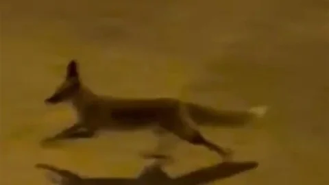 Şanlıurfa'da Aç Tilki Görüntülendi