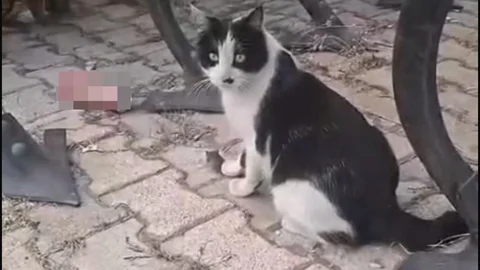 Elazığ'da Kedi ve Fare Anları