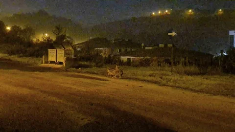 Bartın'da Çakallar Sokaklarda Görüldü