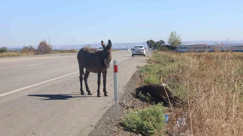 Hatay'da Eşek Yavrusu Annesinin Başında Bekledi
