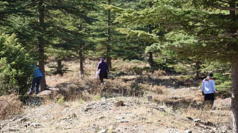 Adana'da Sedir Mantarı İhracatı Artıyor