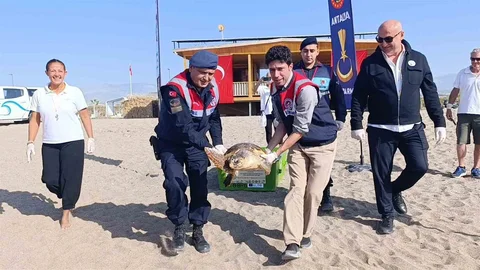 Tedavi Edilen Caretta Caretta Denize Dönüş Yaptı