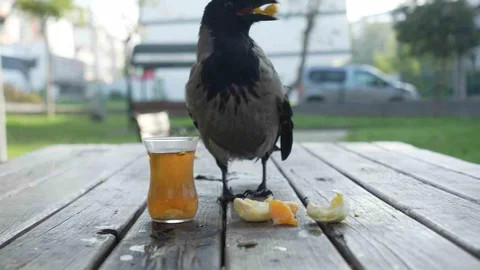 Karganın Sevgisi Rize'de Sürüyor