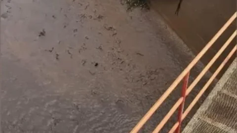 Osmaniye'de Balık Telefi Yaşandı