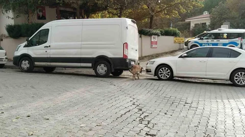 Sokak Köpekleri Otomobile Zarar Verdi