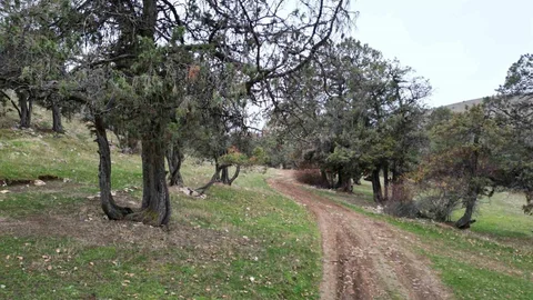 Tokat'taki Efsanevi Ardıç Ormanı