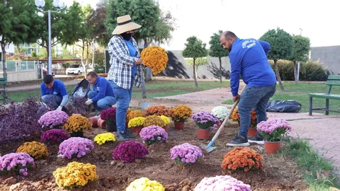 Toroslar’ın Yeşil Alanları Kasımpatı İle Renklendi