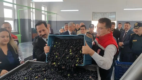 Şarköy'de Zeytin Hasadı Etkinliği Yapıldı