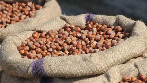 Fındık Üreticilerinden Ferrero’ya Tepki Geldi