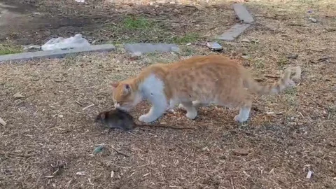 Kedinin Fareyle Oyun Anları