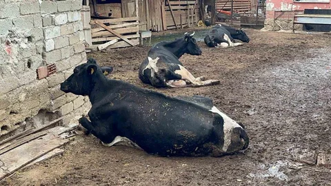 Bursa'da Şap Hastalığı Hayvanları Vurdu