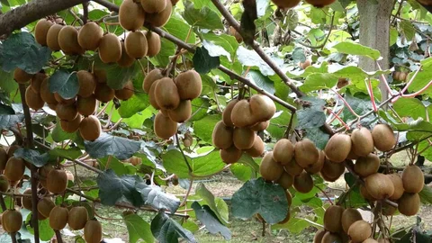 Çarşamba'da Kivi Hasadı Başladı