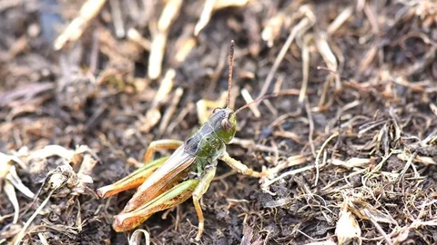 Hakkari'de Yeni Çekirge Cinsi Keşfedildi