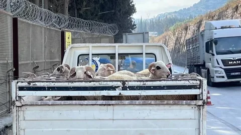 Aydın'da Hayvan Kontrolleri Sürüyor