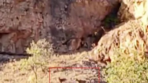 Malatya'da Yaban Keçileri Görüntülendi