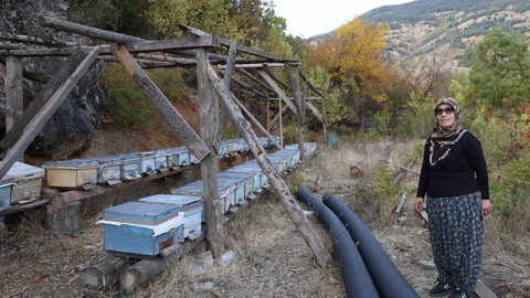 Adana'da Arılar Kışlamayı Reddetti