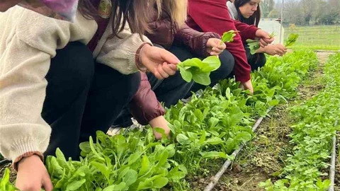 Zonguldak'ta Tarım Öğrencileri Hasat Yaptı