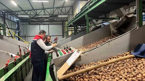 Tekirdağ'da Ceviz Üretimi Artıyor
