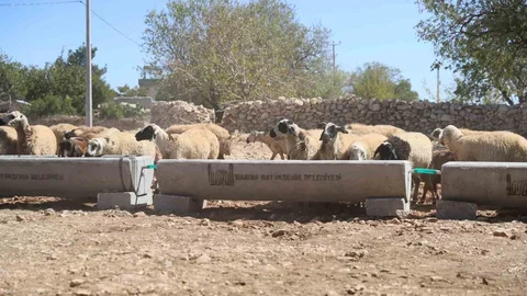 Mardin'de Hayvancılığa Destek Projesi
