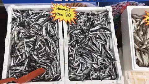 Akçakoca'da Balık Uyarısı