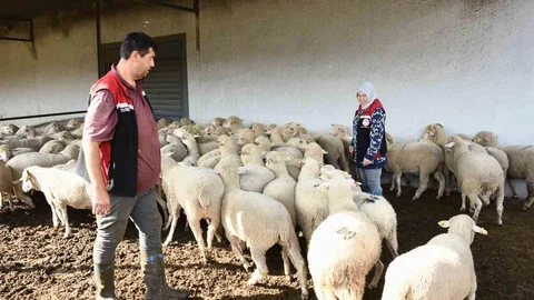 Aliağa'da Hibe Koyun ve Koçlar Dağıtıldı